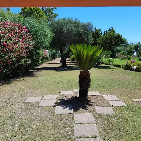 Cycas *